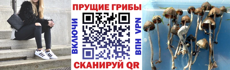 Купить закладки  Лесозаводск  Галлюциногенные грибы MAGIC MUSHROOMS 